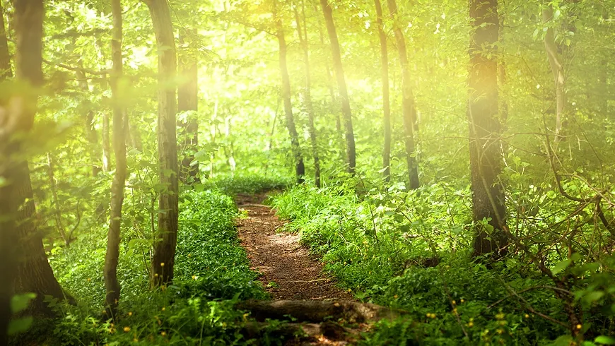 IMG - Curso de verano &quot;Introducción a la ecocrítica&quot; (4ª ed.)