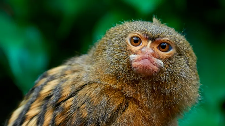 Bienestar animal