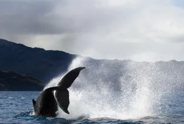 Ballena rorcual común